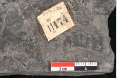 Foto (Detailansicht) von Annularia sp.  (NHMW-GEO-2024-0188-11174)
